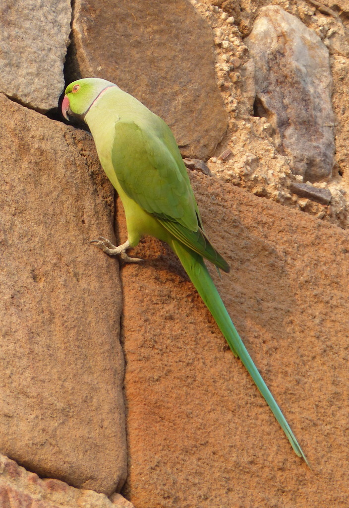 Image of Ring-necked Parakeet