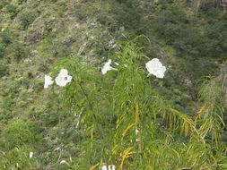 Image of Ipomoea chilopsidis Standl.