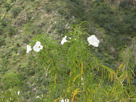 Image de Ipomoea chilopsidis Standl.