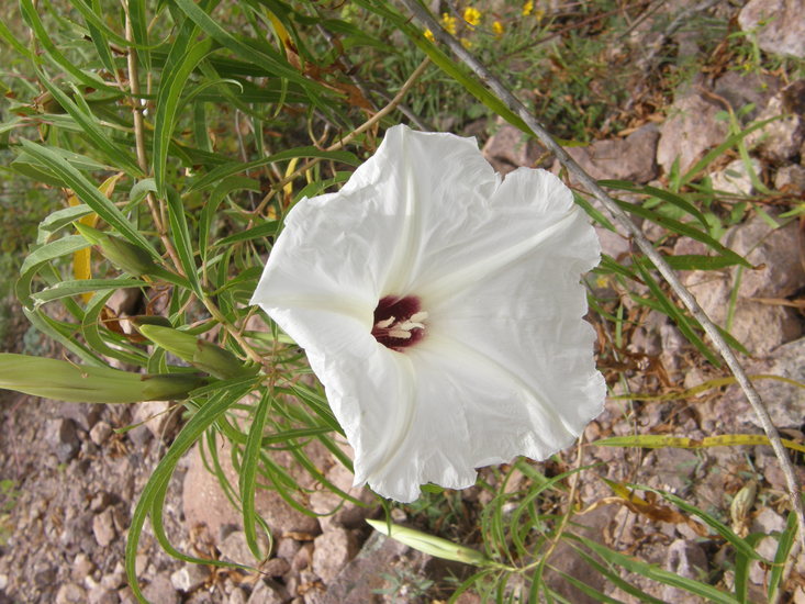 Imagem de Ipomoea chilopsidis Standl.