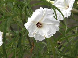 Imagem de Ipomoea chilopsidis Standl.