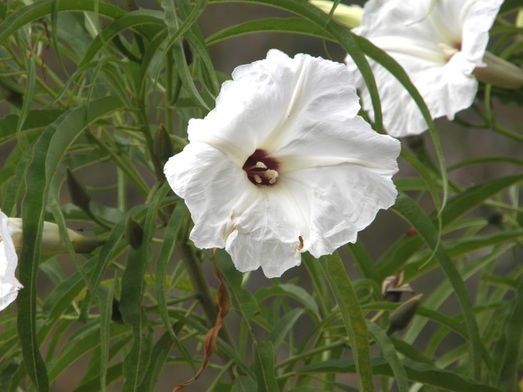 Image of Ipomoea chilopsidis Standl.