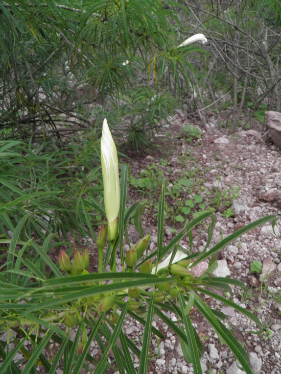 Image of Ipomoea chilopsidis Standl.