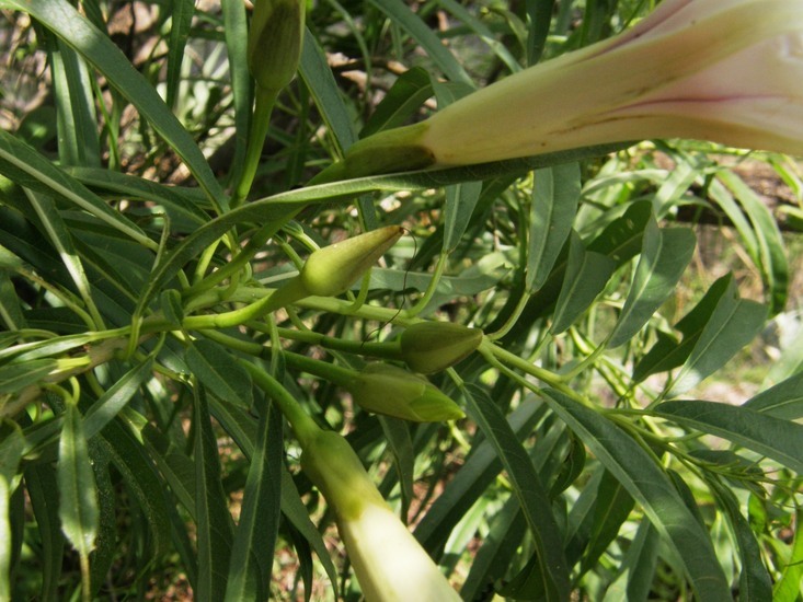 Image of Ipomoea chilopsidis Standl.