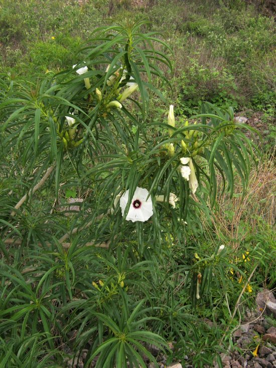 Image of Ipomoea chilopsidis Standl.