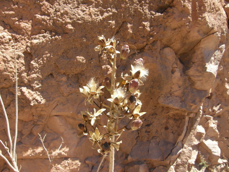 Image of Ipomoea chilopsidis Standl.