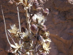 Imagem de Ipomoea chilopsidis Standl.