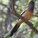 Image of Rufous Treepie