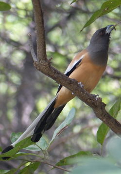 Image of Rufous Treepie