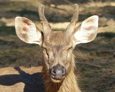 Image of Sambar