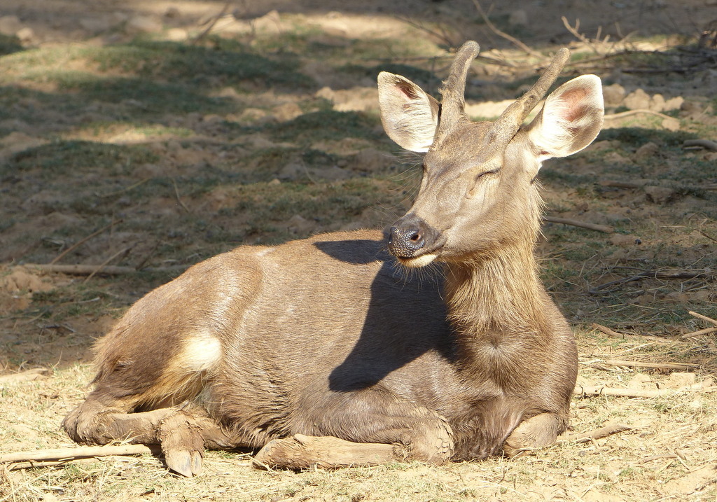 Image of Sambar