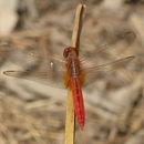 Crocothemis Brauer 1868 resmi