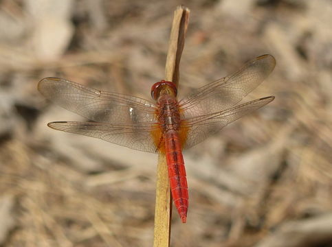 Image of Oriental Scarlet