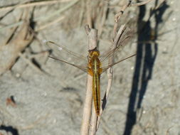 Image of Oriental Scarlet