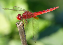 Image of Oriental Scarlet