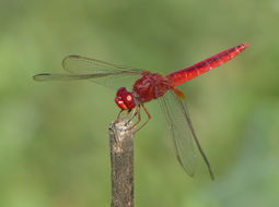 Image of Oriental Scarlet