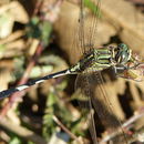 Sivun Orthetrum sabina (Drury 1773) kuva