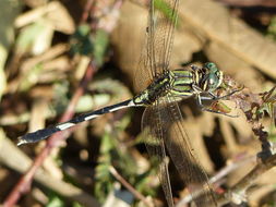 Imagem de Orthetrum sabina (Drury 1773)