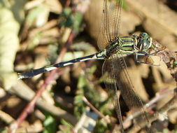 Imagem de Orthetrum sabina (Drury 1773)