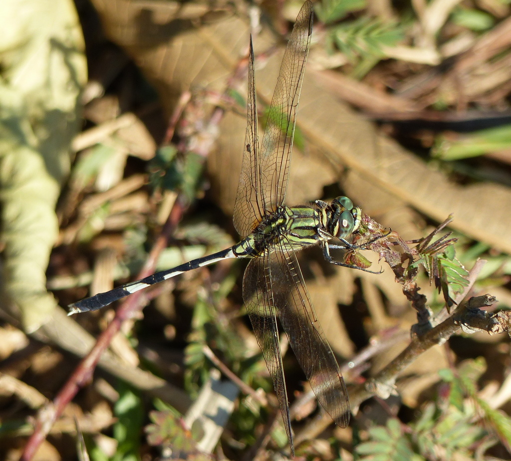 Image of Slender Skimmer