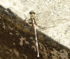 Image of Slender Skimmer