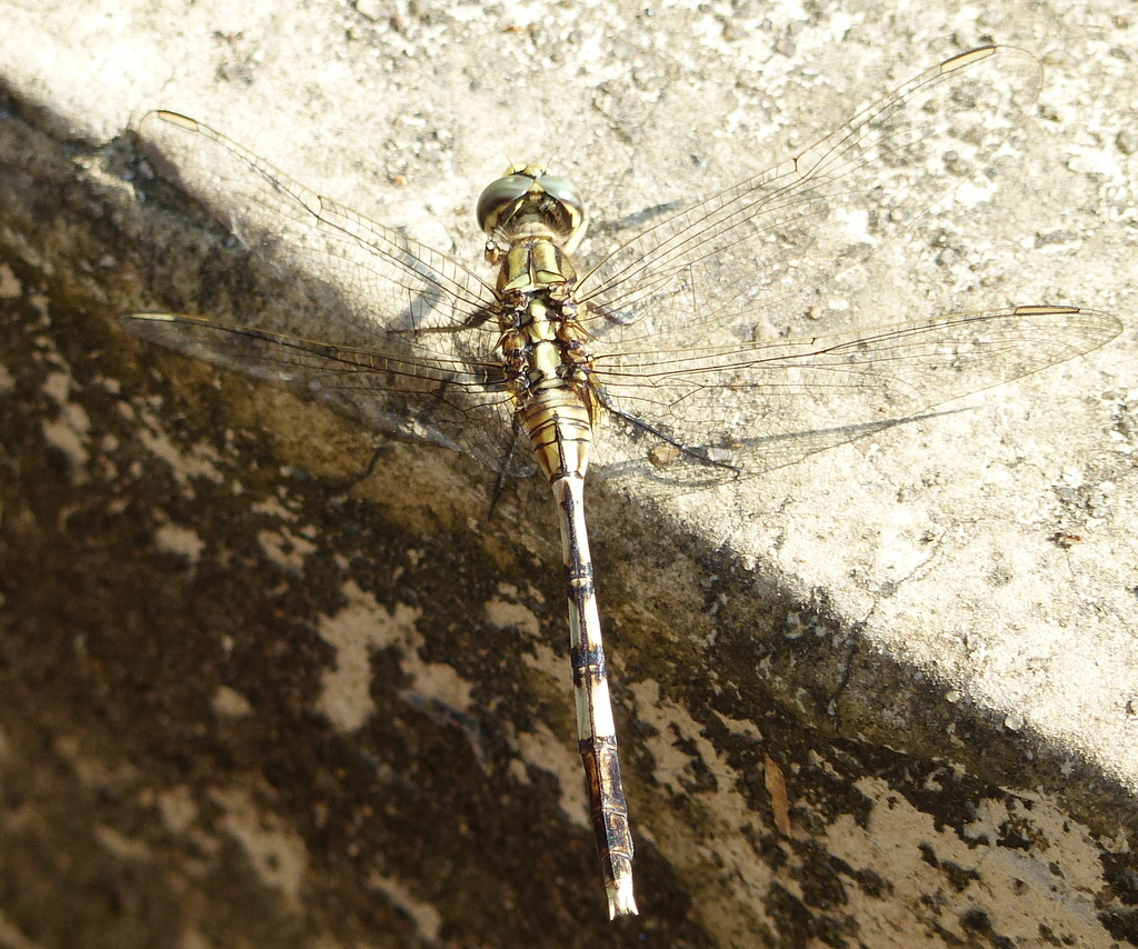 Imagem de Orthetrum sabina (Drury 1773)