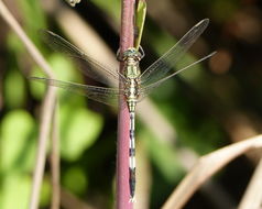 Imagem de Orthetrum sabina (Drury 1773)