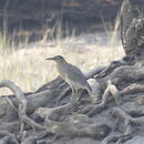 Image of Green-backed Heron