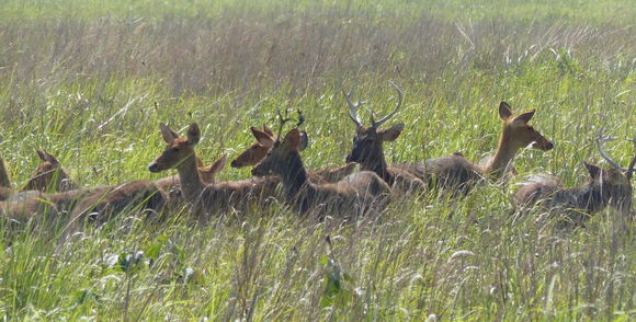 Image of Swamp Deer