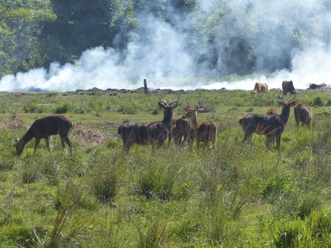 Image of Swamp Deer