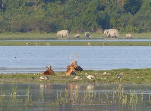 Image of Swamp Deer