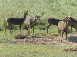 Image of Swamp Deer