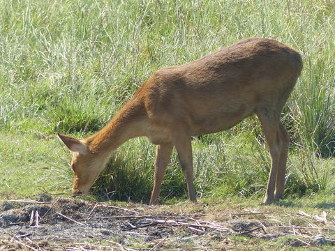 Image of Swamp Deer