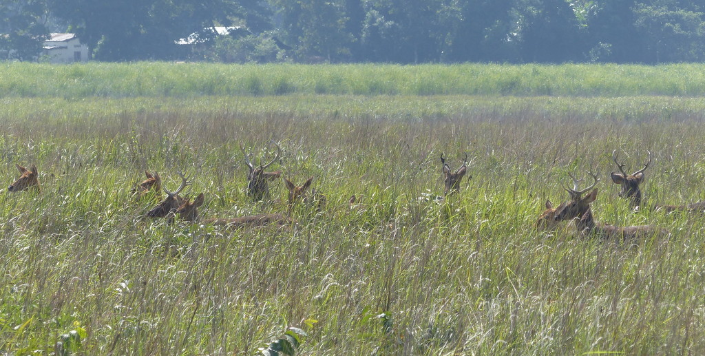 Image of Swamp Deer