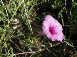 Ipomoea leptophylla Torr.的圖片