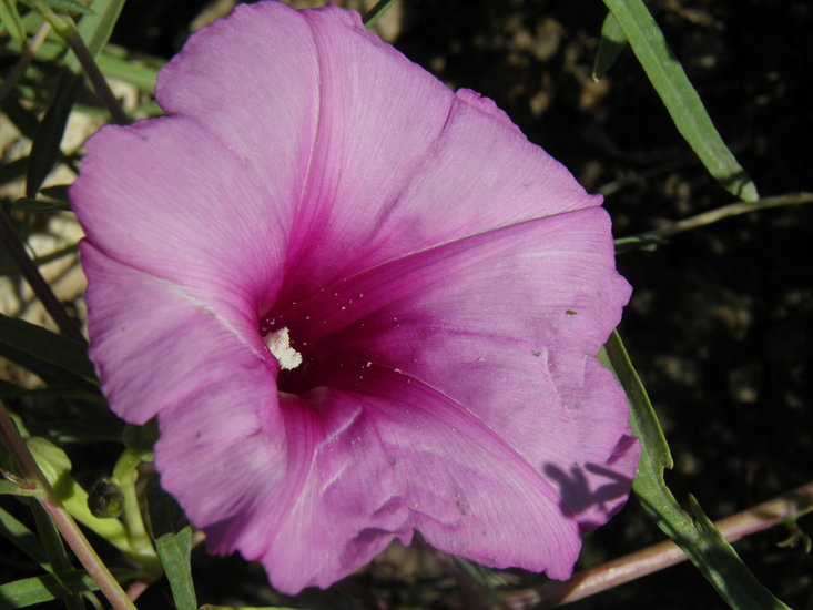 Ipomoea leptophylla Torr.的圖片