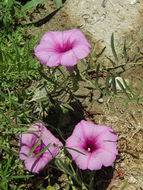 Ipomoea leptophylla Torr.的圖片