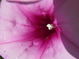 Ipomoea leptophylla Torr.的圖片