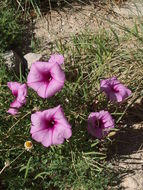 Ipomoea leptophylla Torr.的圖片