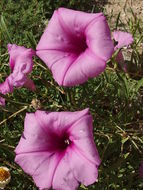 Ipomoea leptophylla Torr.的圖片