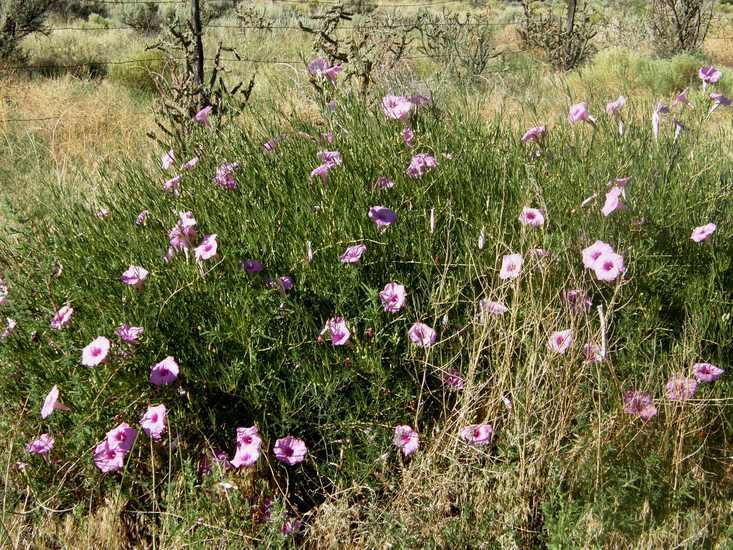 Ipomoea leptophylla Torr.的圖片