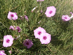 Ipomoea leptophylla Torr.的圖片