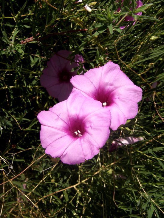 Ipomoea leptophylla Torr.的圖片