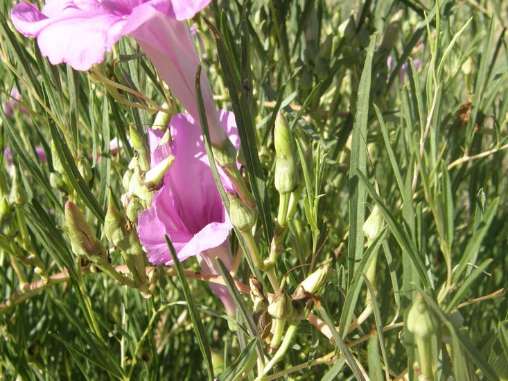 Ipomoea leptophylla Torr.的圖片