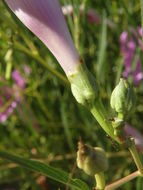 Ipomoea leptophylla Torr.的圖片