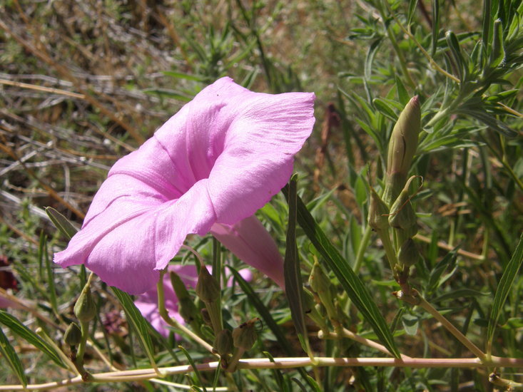 Ipomoea leptophylla Torr.的圖片