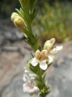 Image of Susanville beardtongue