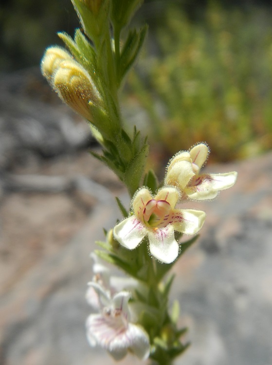 Image of Susanville beardtongue