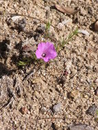 Plancia ëd Ipomoea capillacea (Kunth) G. Don