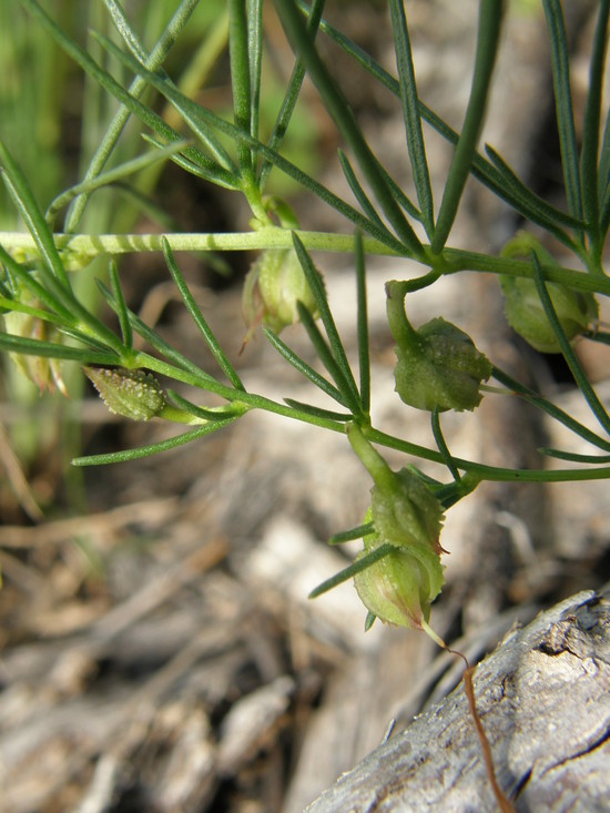 Plancia ëd Ipomoea capillacea (Kunth) G. Don